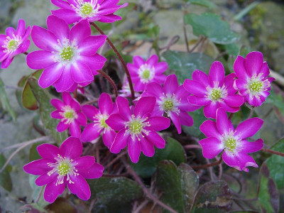 Hepatica nob jap Gyousei.jpg