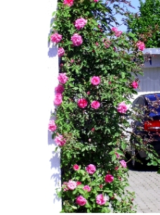 Drouhin.JPG