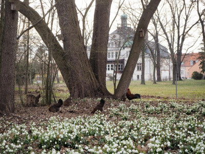 Leucojum 6.3.19 ue.JPG