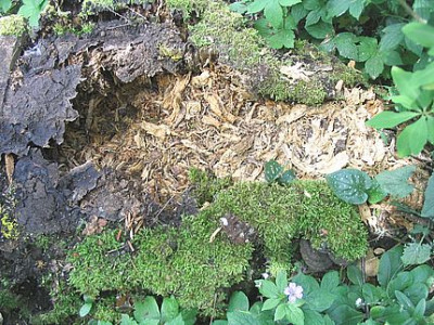durchwuehlter_Baumstumpf_fars_2007.jpg