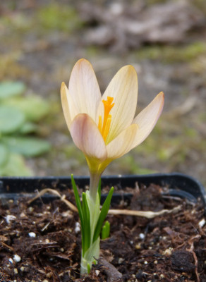 2019-03-06 Crocus 'Rainbow Gold' 3.jpg