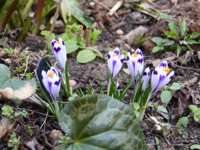 2019-03-06 Crocus heuffelianus Snow Princess' 1.jpg