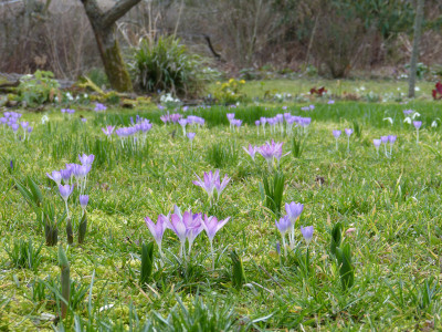 2019-03-06 Crocus tommasinianus.jpg