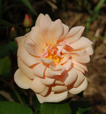 Perle_dOr_Hugel_5137_95.jpg