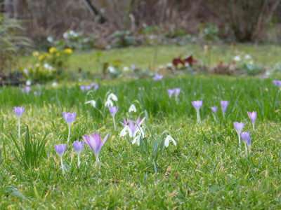 2019-03-06 Gartenimpressionen 1.jpg