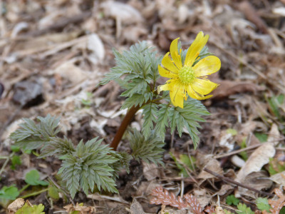 2019-03-06 Adonis amurensis.jpg