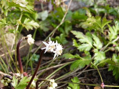 2019-03-06 Coptis japonica var. dissecta 1.jpg