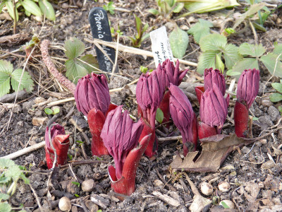 2019-03-06 Paeonia mlokosewitschii.jpg