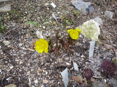 Adonis amurensis_Fukujukai_04.03.2019.JPG