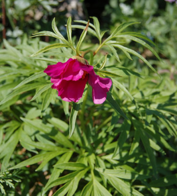P._veitchii_R_4941_87.jpg