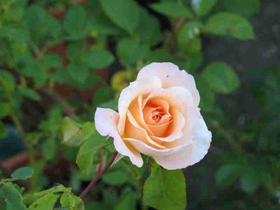 IMG_1625a.jpg