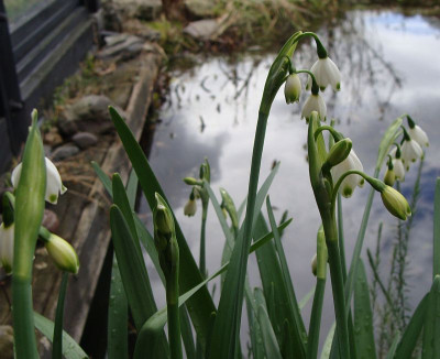 Leucojum aestivum ssp. pulchellum19.jpg