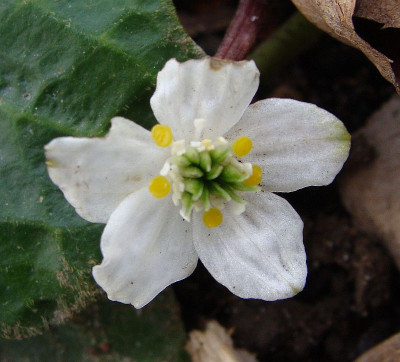 Asteropyrum cavalerieri.jpg