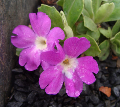 Primula allionii Maria Talbot19.jpg