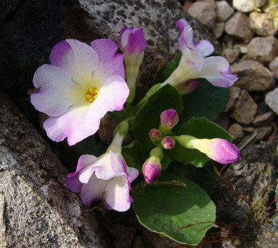 Primula allionii Pinc Ice 18.jpg