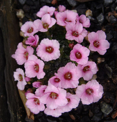 Saxifraga Sissi2.jpg