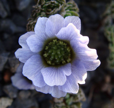 Callianthemum farreri19.jpg