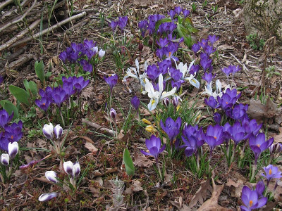 IMG_4928_Fruehling_7Maerz2019_.jpg