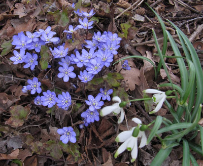 IMG_4933_Hepatica_kasi_7Maerz2019_.jpg