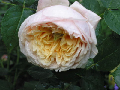 English_Garden_Mai_07__1.jpg