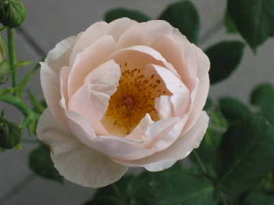 The_Prioress_Erste_Blute_Mai_07.jpg