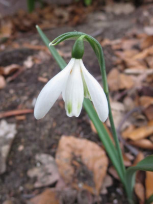 Galanthus 'Angelique Strain'_7613.jpg