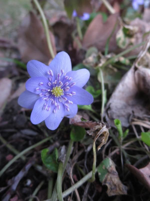 Hepatica transs.jpg