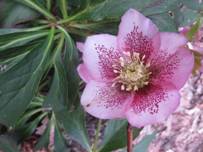 Helleborus 'Australia'_7622.jpg
