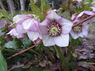 Helleborus Poucke anemonenblütig_7620.jpg