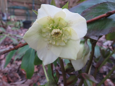 Helleborus Ash cremegelb anemonenblütig_7621.jpg