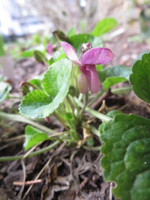Viola odorata 'Lee's Peachy Pink'_7615.jpg