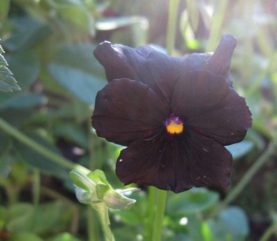 Viola cornuta 'Molly Sanderson_66452.jpg