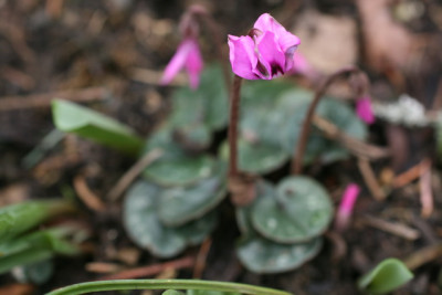 Cyclamen alpinum.JPG