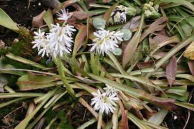 Ypsilandra thibetica.JPG