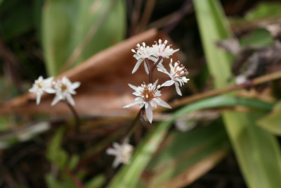 Coptis japonica.JPG