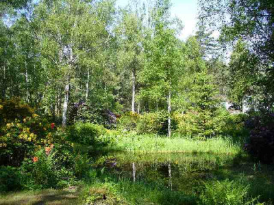 seleger_moor_teich1.jpg