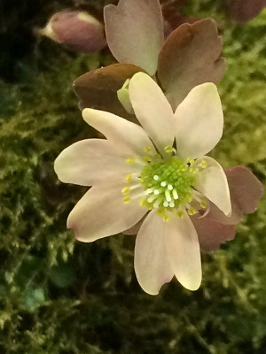 Anemonella thalictroides.jpg
