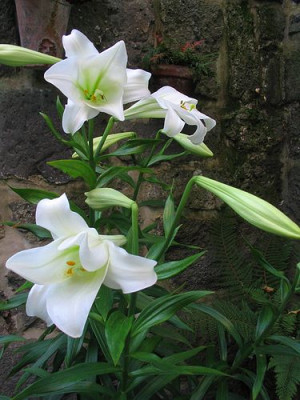 Lilium_longiflorum.jpg