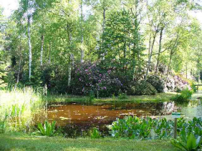 seleger_moor_teich2.jpg