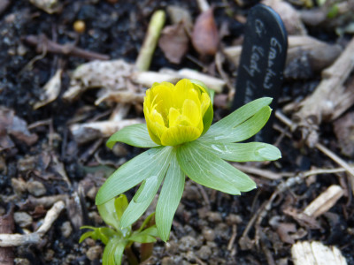 2019-03-08 Eranthis hyemalis 'Ex Lady Lamortagne'.jpg
