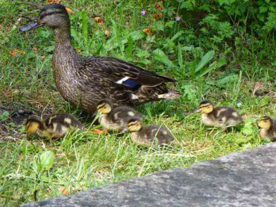 seleger_moor_enten.jpg