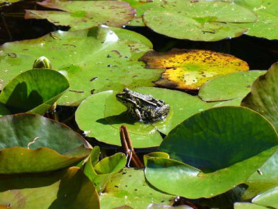 seleger_moor_frosch.jpg