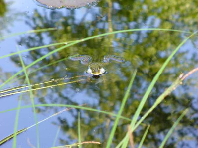 seleger_moor_frosch1.jpg