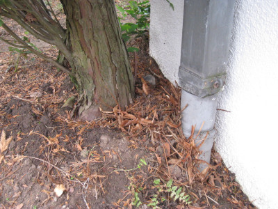 thuja1.jpg