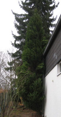 thuja2.jpg