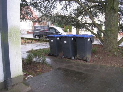 thuja3.jpg