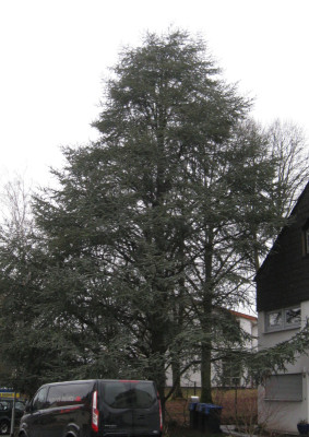 thuja4.jpg