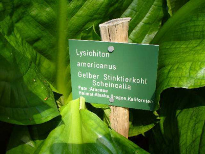 seleger_moor_stinktierkohl.jpg