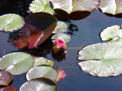 seleger_moor_seerose1.jpg