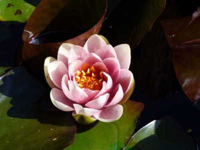 seleger_moor_seerose2.jpg